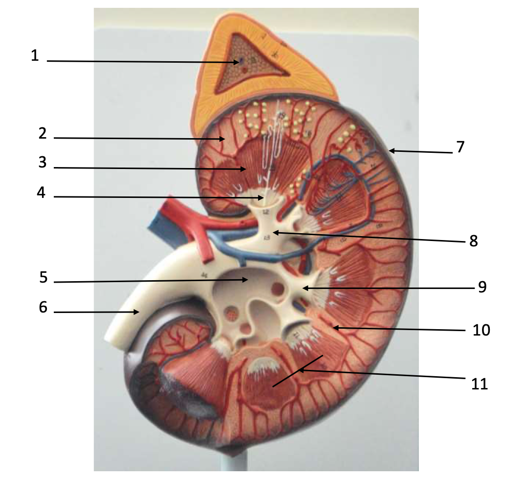 Solved Label the following structures: (use the same word | Chegg.com