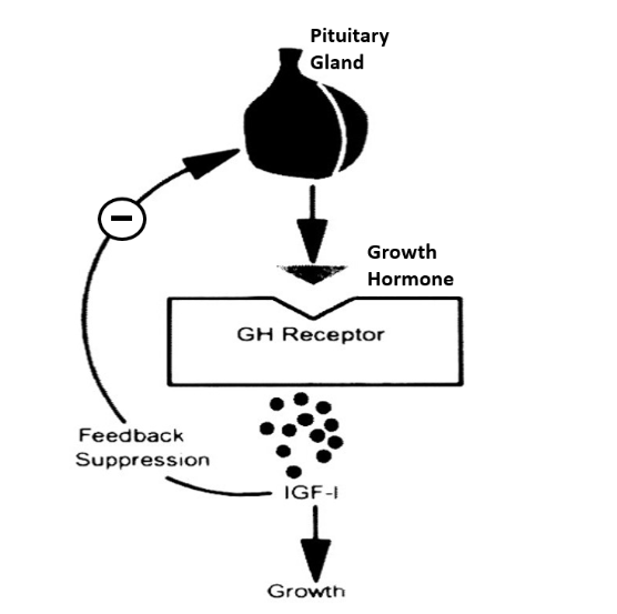 Solved In the normal hormonal pathway for childhood growth | Chegg.com