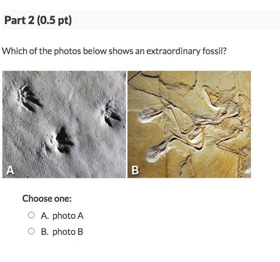 Solved Extraordinary Fossils Preserve Soft Parts Of | Chegg.com