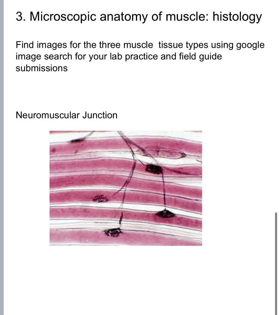 3. Microscopic anatomy of muscle: histology
Find images for the three muscle tissue types using google
image search for your 