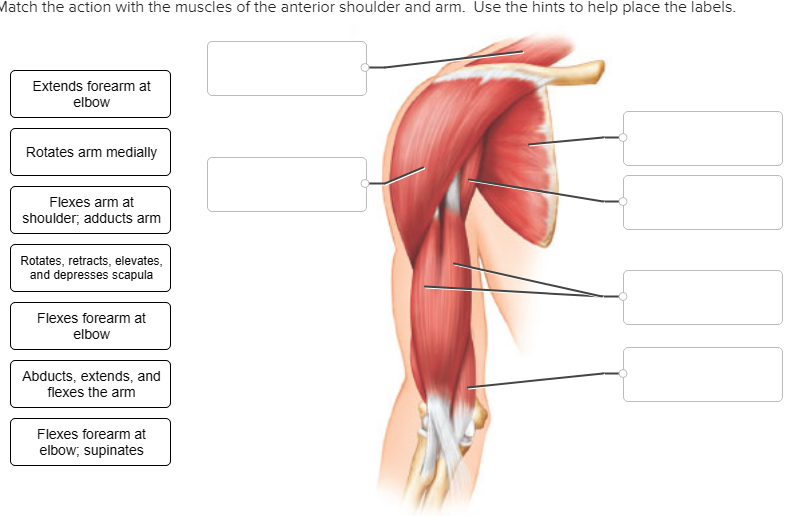 Solved Match the action with the muscles of the anterior