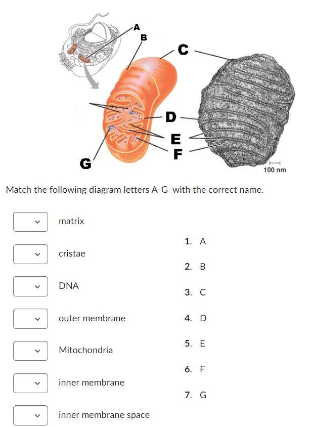 Solved Match the following diagram letters A-G with the | Chegg.com