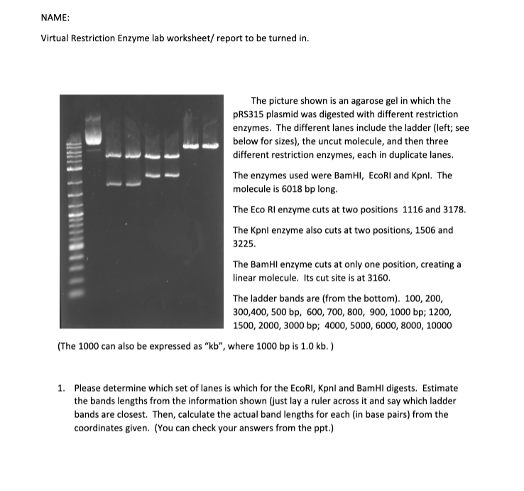 Solved NAME Virtual Restriction Enzyme lab worksheet/
