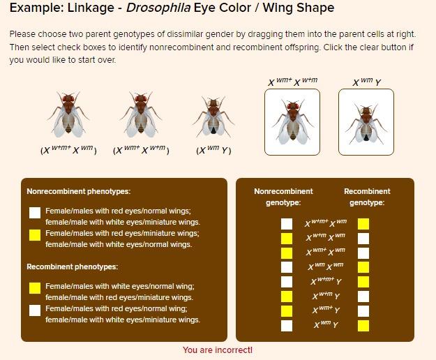 Example: Linkage - Drosophila Eye Color / Wing Shape
Please choose two parent genotypes of dissimilar gender by dragging them