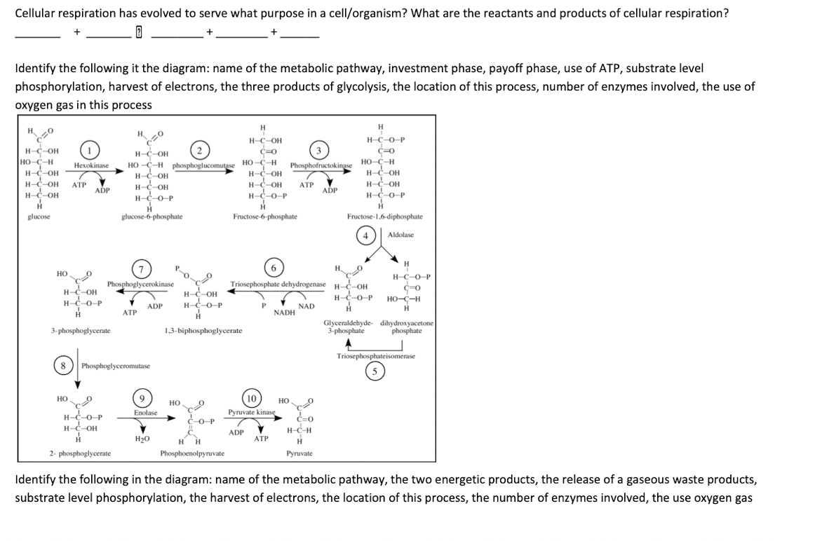 solved-cellular-respiration-has-evolved-to-serve-what-chegg