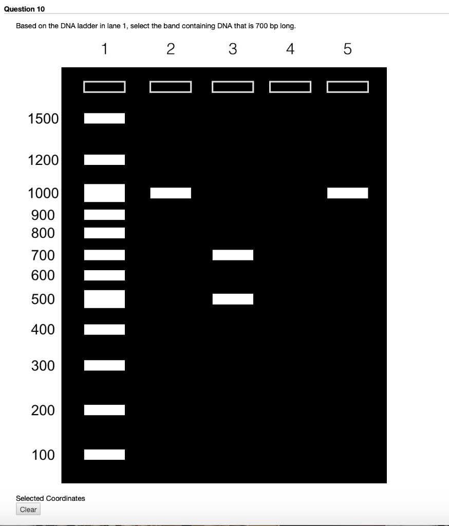 Solved Question 10 Based on the DNA ladder in lane 1, select | Chegg.com