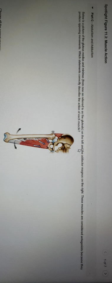 spotlight figure 11.3 muscle action Solved spotlight figure 11.3: muscle action drag the