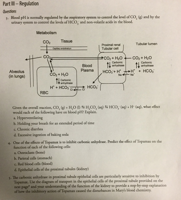 Solved Blood pH is normally regulated by the respiratory