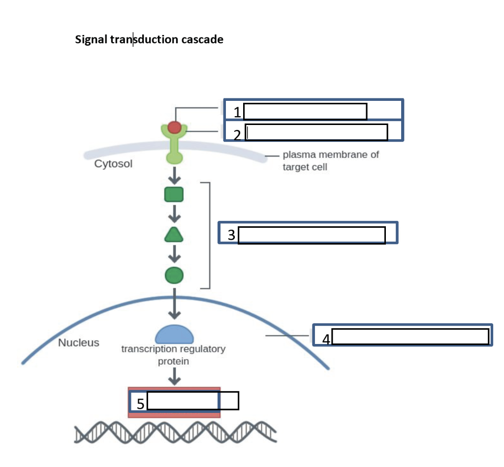 Solved Signal transduction cascade 1 Cytosol plasma membrane | Chegg.com
