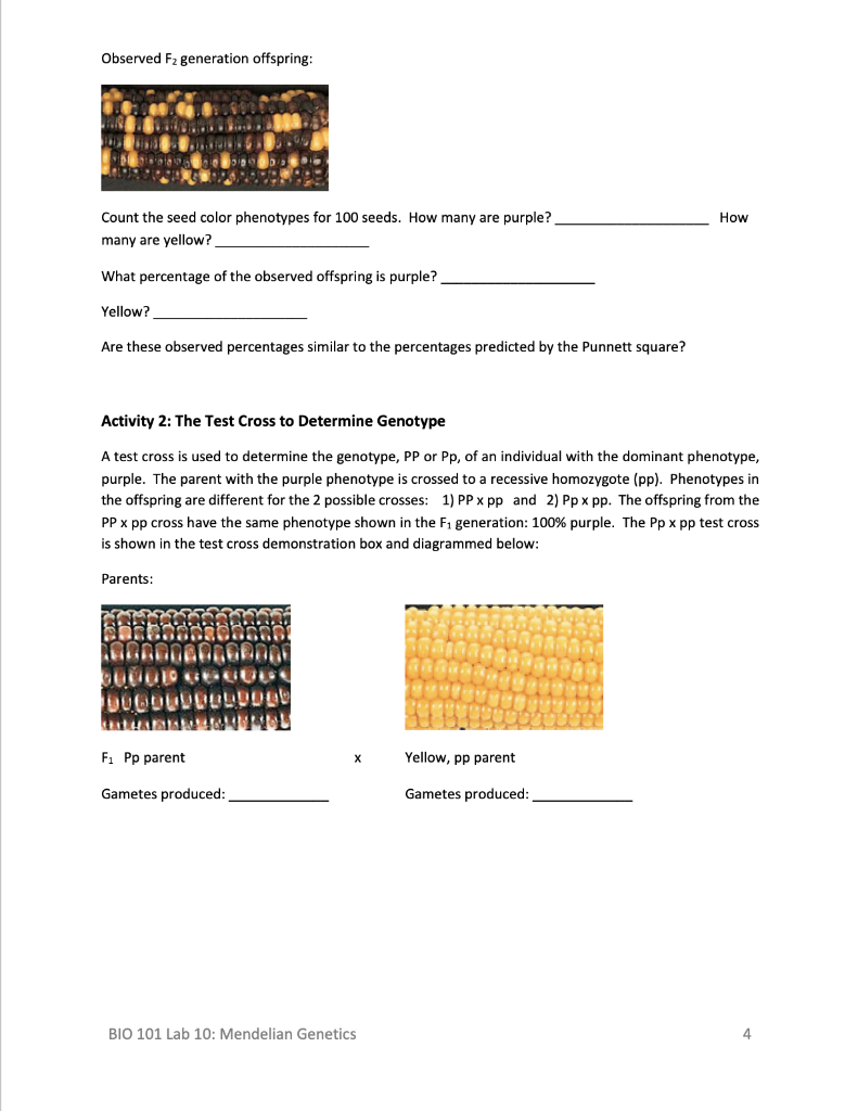 Solved Bio 101 Lab 10 Mendelian Genetics To Submit Print