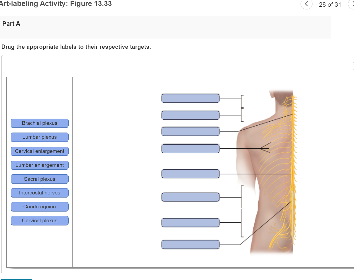 Solved Artlabeling Activity Figure 13.18a Drag the