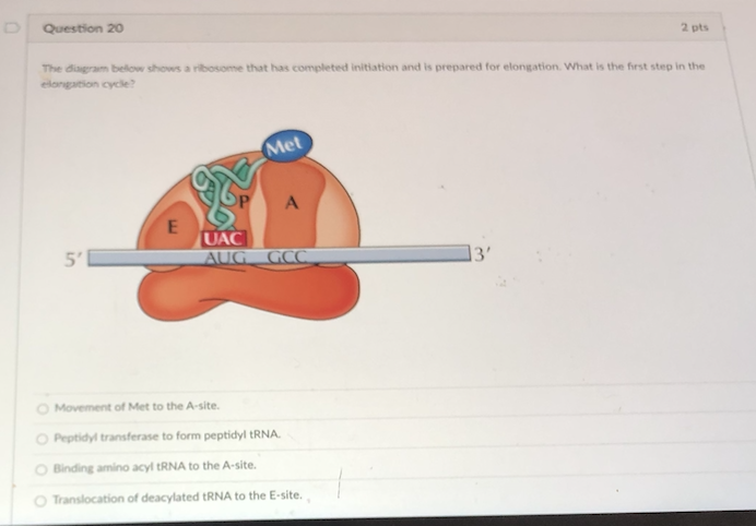 Solved Question 20 2 pts The die below shows a ribosome that | Chegg.com