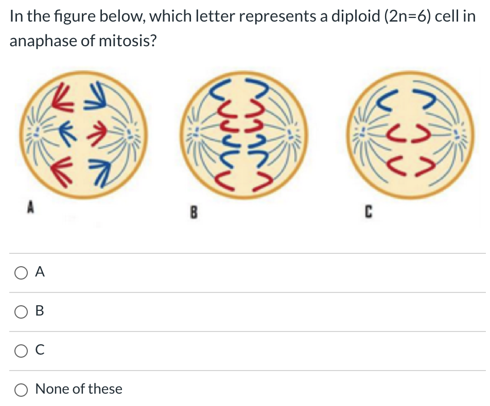 Solved In the figure below, which letter represents a