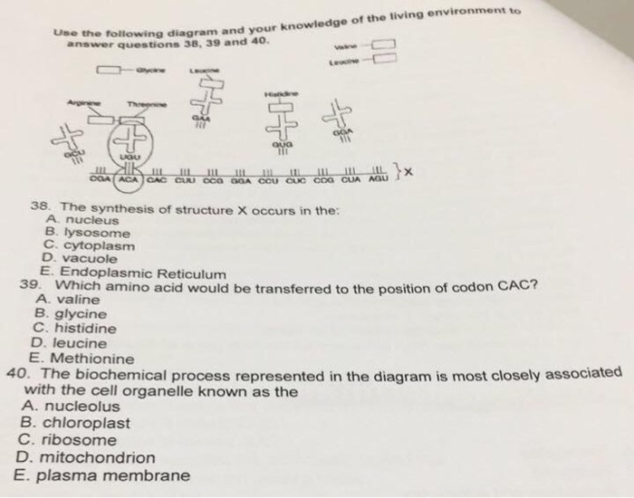 Which Best Describes the Structure of a Nucleotide Answers Com