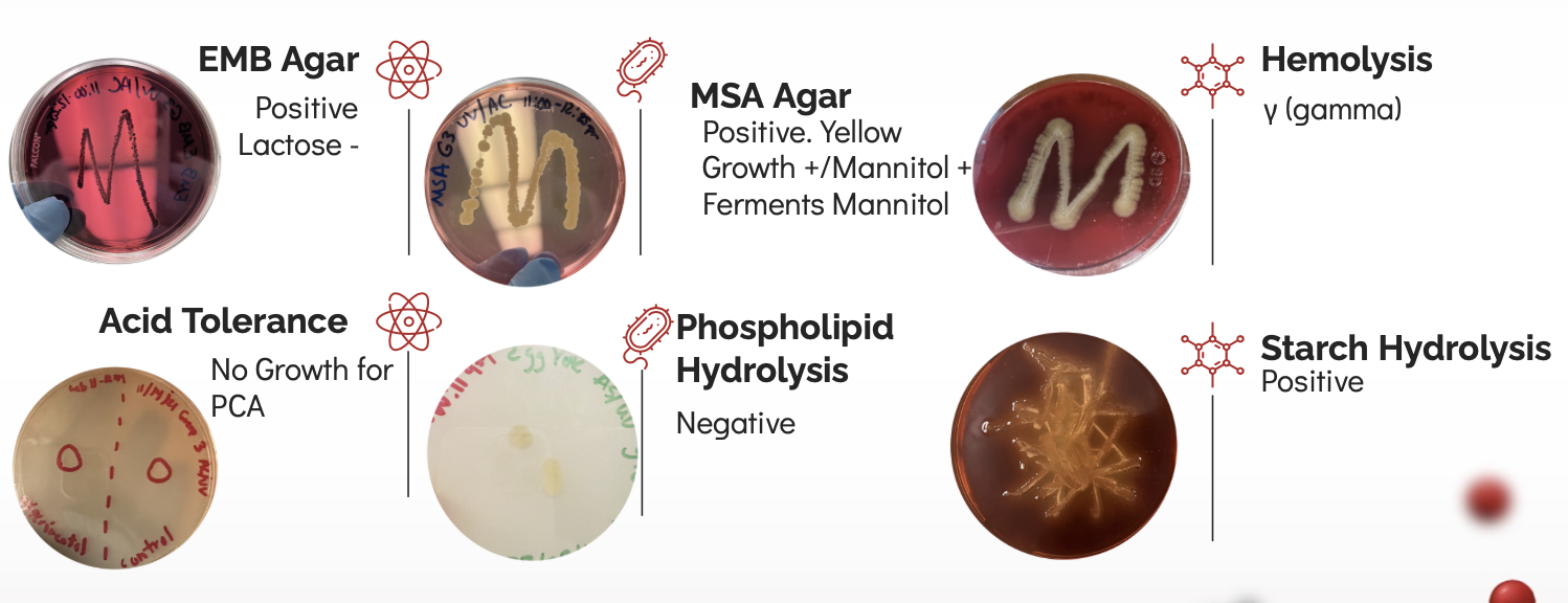 Solved I am trying to figure out what my bacteria is but | Chegg.com