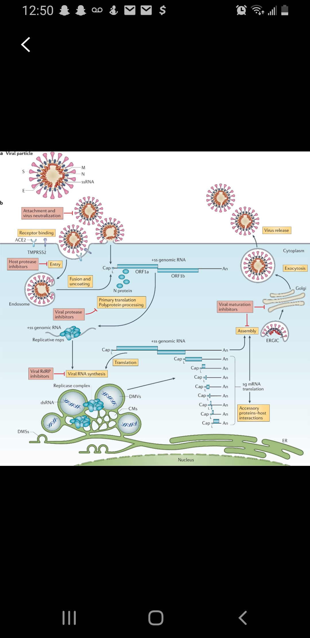 The figure below shows the life cycle of SARS-CoV-2. | Chegg.com