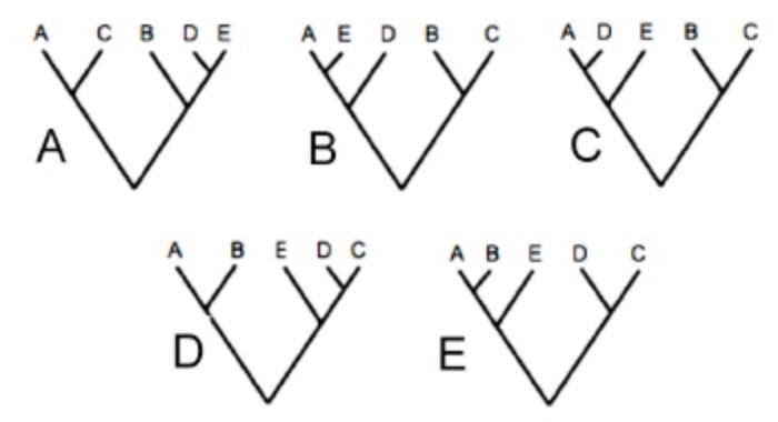 Solved Given the data below, which of the trees is the most | Chegg.com