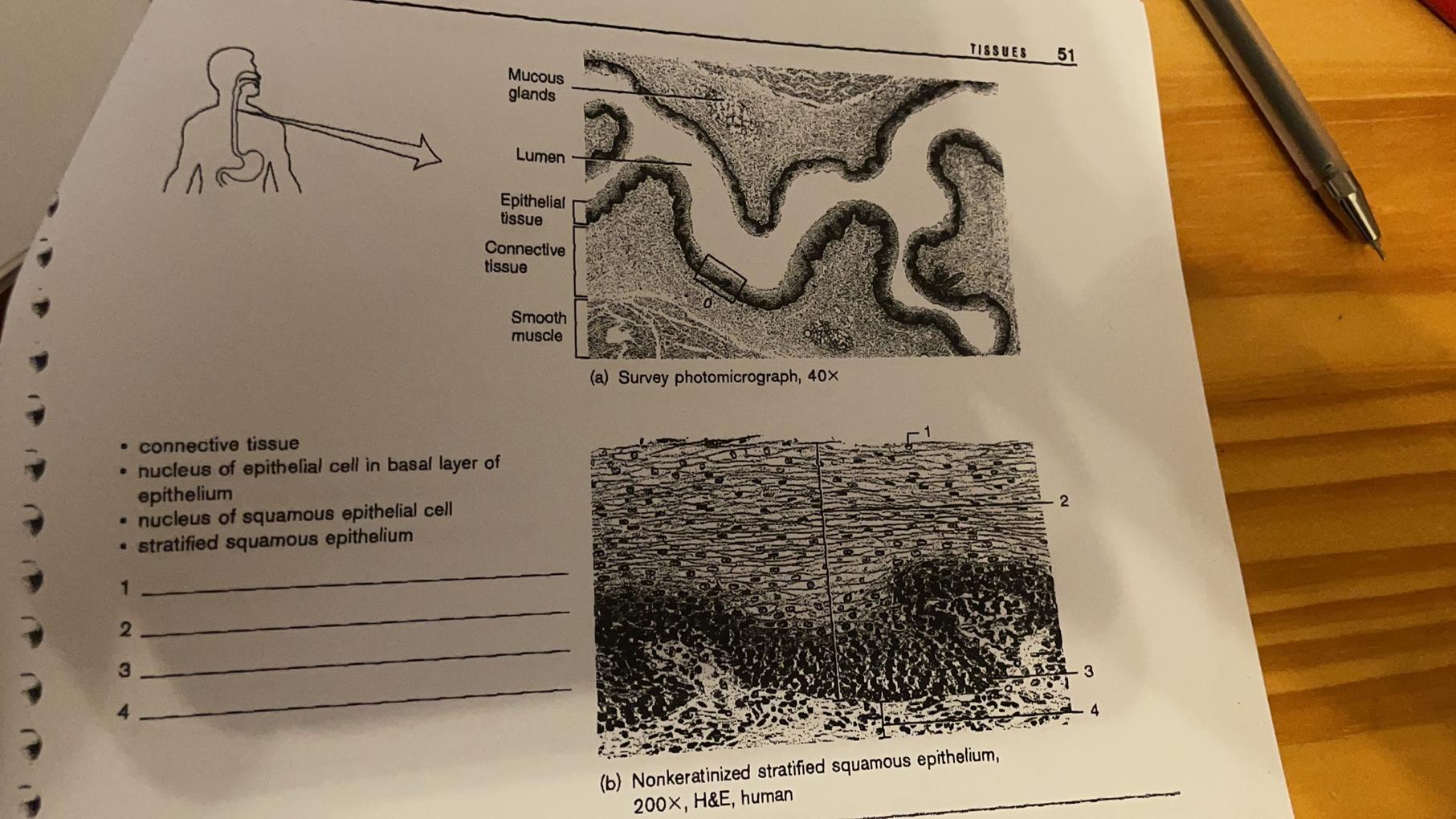 Solved Examine prepared microscope slides of the | Chegg.com