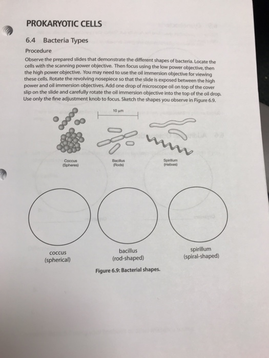Solved: Table 6.1. Comparison Of Prokaryotes And Eukaryote... | Chegg.com