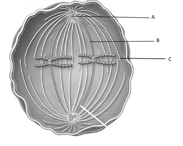 Solved 1. Identify The Structures Labeled A-C. A. | Chegg.com