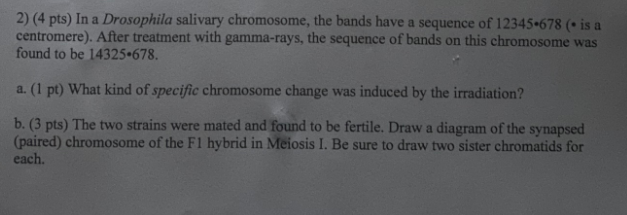 Solved 2) (4 pts) In a Drosophila salivary chromosome, the | Chegg.com