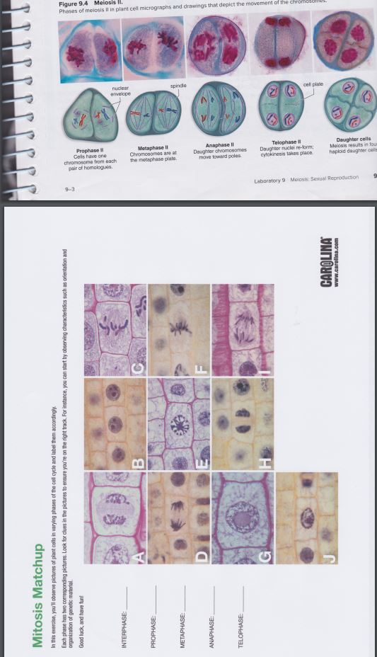 33-label-the-phases-of-meiosis-worksheet-answers-labels-2021