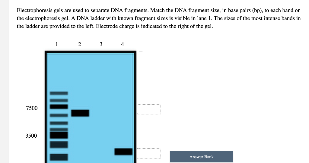 Solved Electrophoresis gels are used to separate DNA | Chegg.com