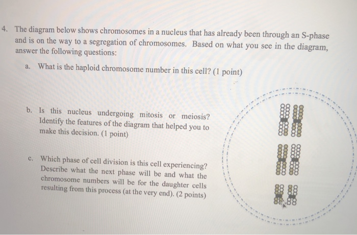 Solved The diagram below shows chromosomes in a nucleus that | Chegg.com