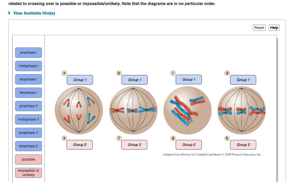 Mastering Biology Meiosis