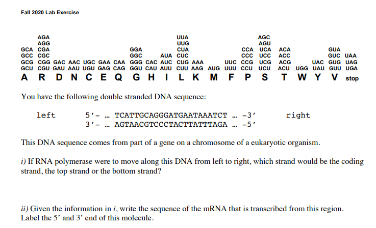 Solved iii) This part of the mRNA (from question ii) is from | Chegg.com