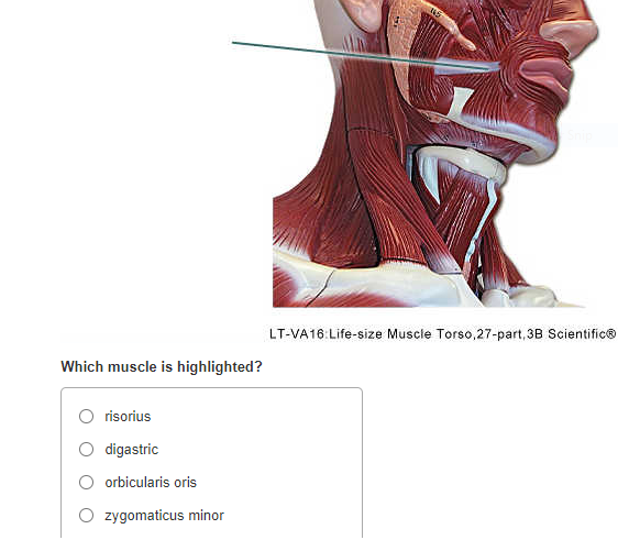 Solved LT CO5 Head and NE Which muscle is highlighted Chegg