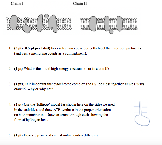 Solved Chain I Chain II 1. (3 pts; 0.5 pt per label) For | Chegg.com