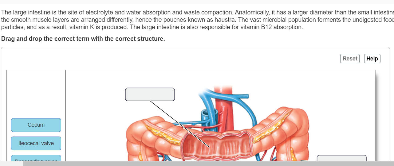 Solved The large intestine is the site of electrolyte and