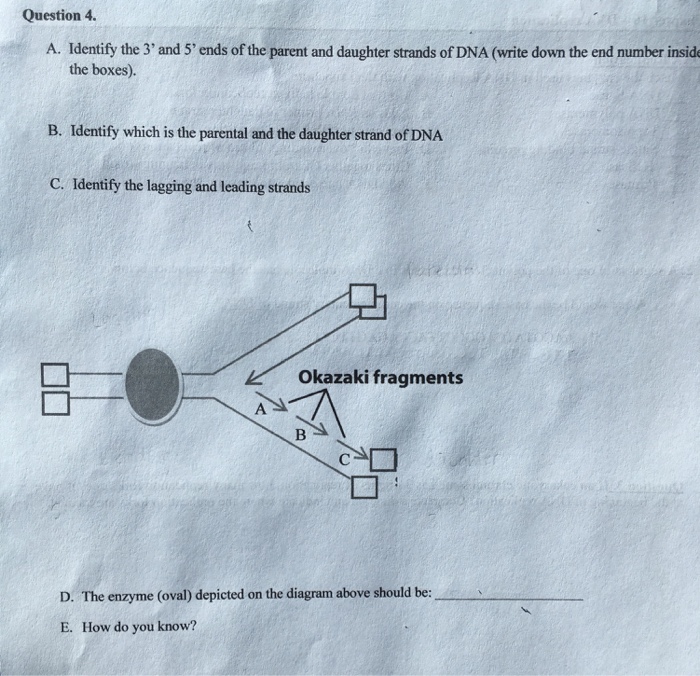 Solved Question 4. A. Identify the 3' and 5' ends of the | Chegg.com