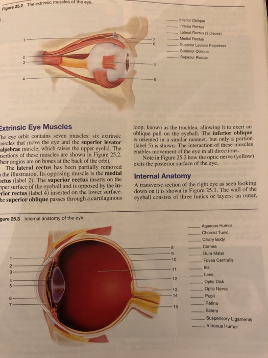 Extrinsic Muscles Of The Eye