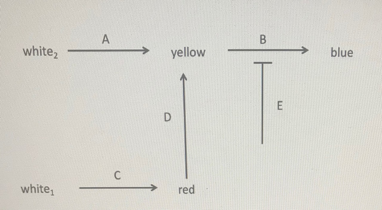 Solved In The Pathway Depicted Above, Pigment Molecules Are | Chegg.com