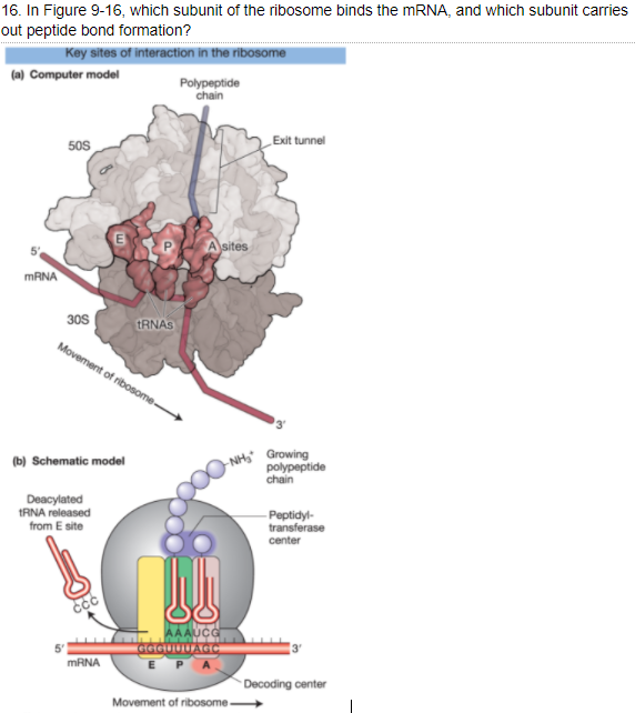 Solved 16. In Figure 9-16, which subunit of the ribosome | Chegg.com