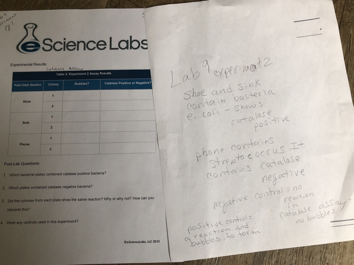 experiment 2 catalase assay