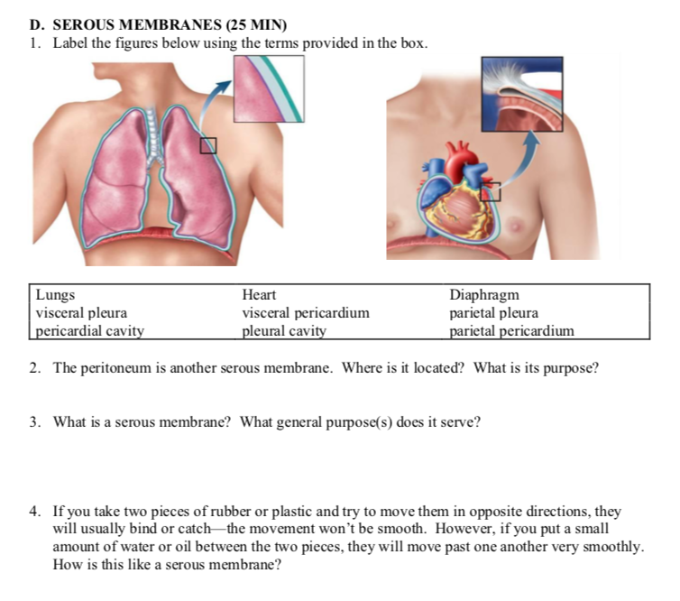 Solved D. SEROUS MEMBRANES (25 MIN) 1. Label the figures | Chegg.com
