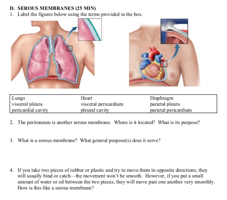 parietal pleura and pericardium