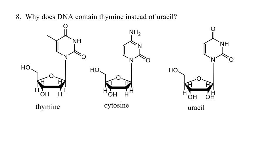 Solved 8. Why does DNA contain thymine instead of uracil?