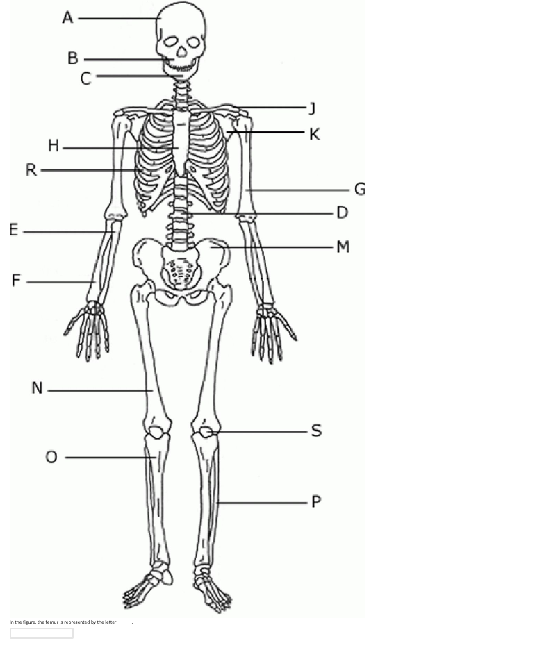 Solved In the figure, the femur is represented by the | Chegg.com