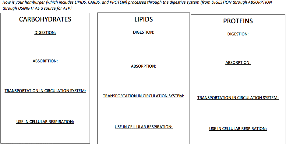 Is Atp A Carbohydrate Lipid Or Protein - Wasfa Blog