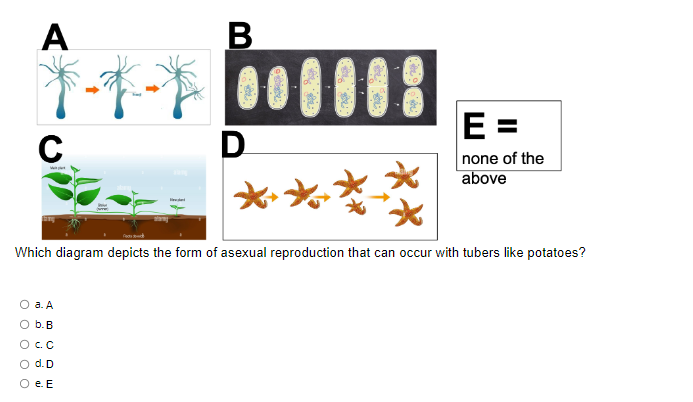 tubers diagram