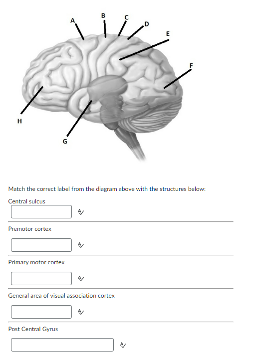 Solved Match the correct label from the diagram above with | Chegg.com