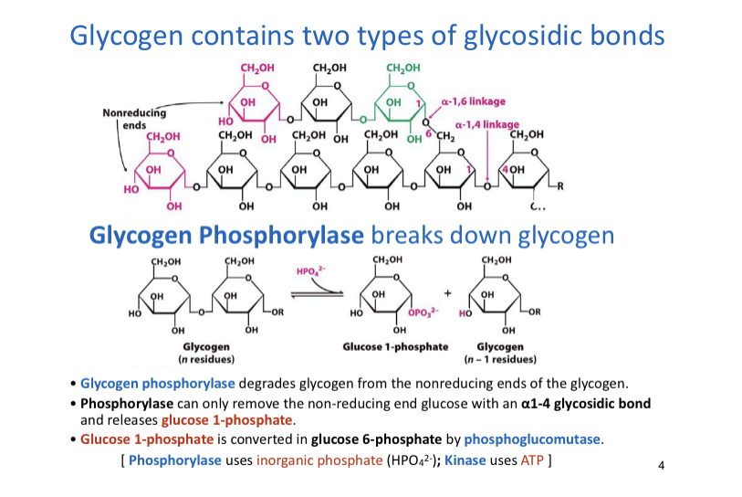 Solved Please describe (1) the three steps of glycogen