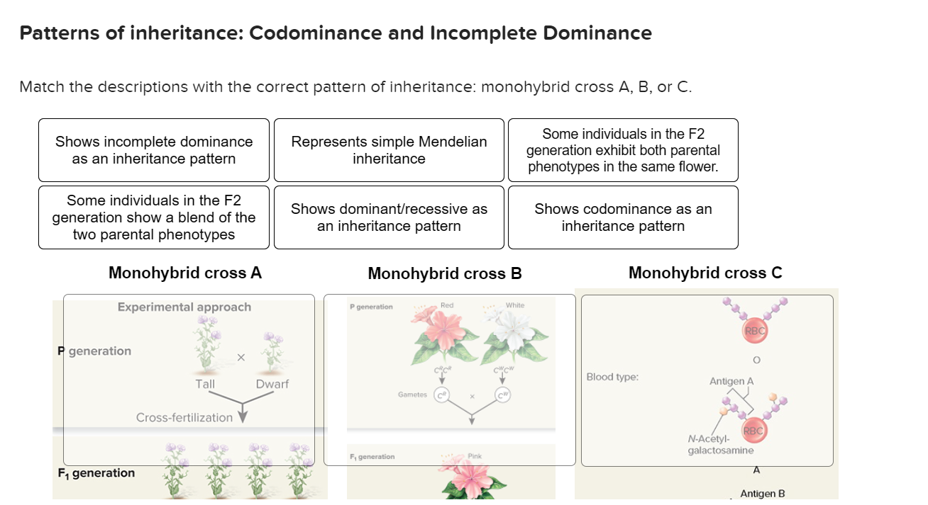 [Solved] Patterns of inheritance Codominance and