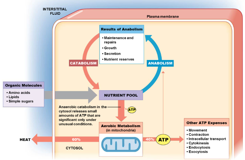 Solved Examine this figure and identify all the correct | Chegg.com