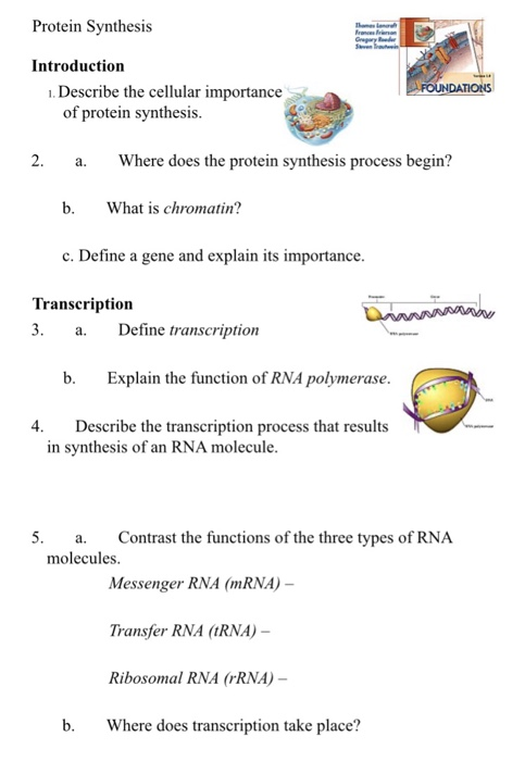 importance of protein synthesis essay