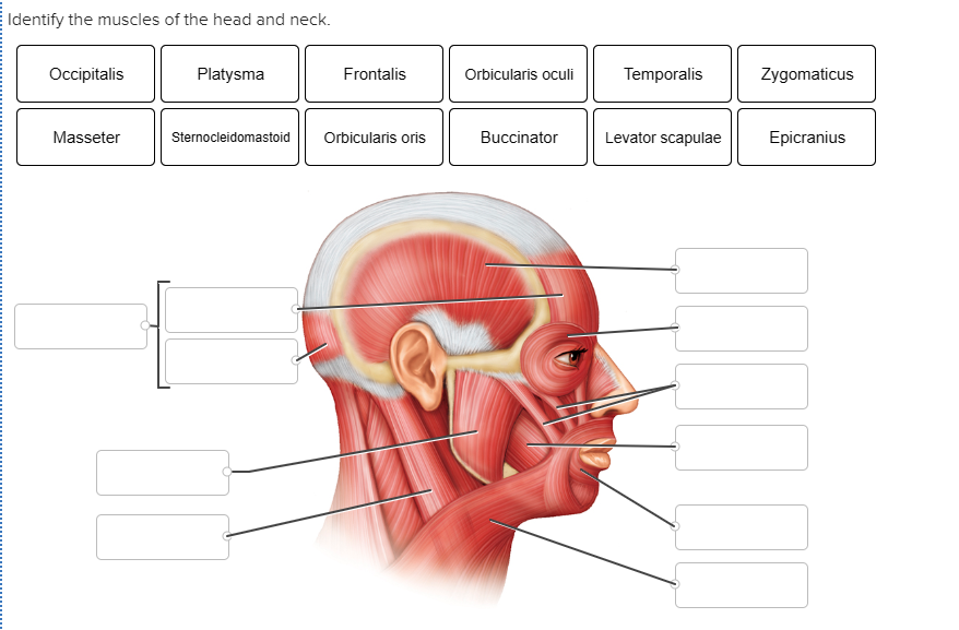 Solved Identify the muscles of the head and neck. | Chegg.com